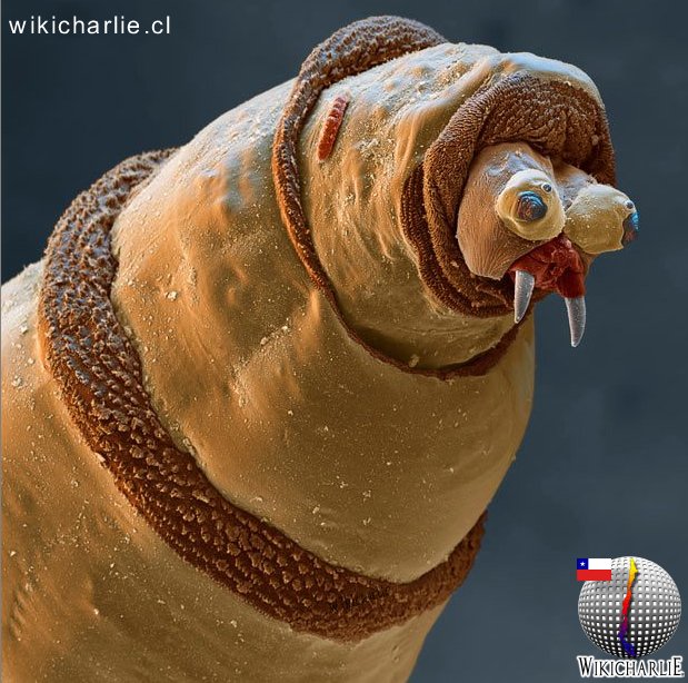 WikicharliE1's tweet photo. #Ciencia #WikicharliE #JournalScience Una proteína de los tardígrados, protege al ADN humano de la radiación https://t.co/ZccEFhbNrx https://t.co/Y1cr8P2M8p