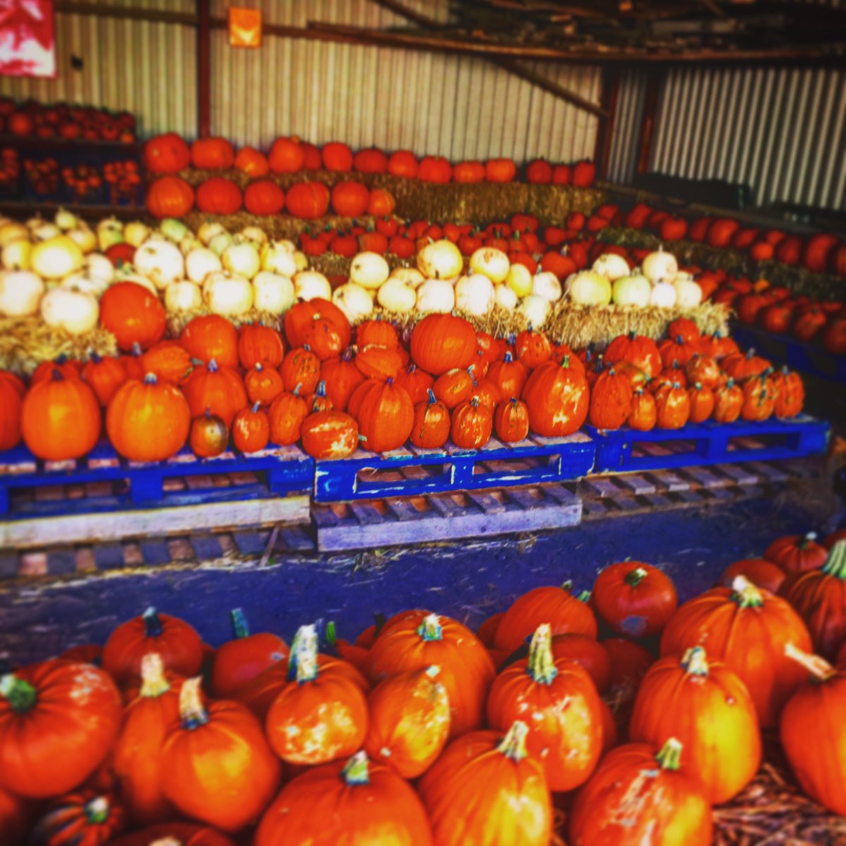 bigcsrecipes1's tweet photo. Get down to @Peterleyfarm for your Halloween pumpkin #pumpkins #pumpkin #farm #fresh #food #halloween https://t.co/xwMDslM29J