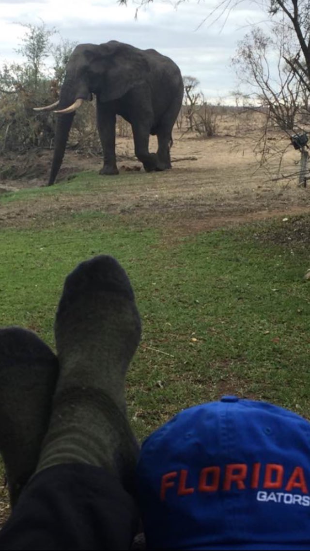 theschwom's tweet photo. #UF #GoGators @LeeRicci09 @DirkRumble #roam #Africanwifi #elephantsinthewild and oh yeah #jealous https://t.co/CjMu0fnTtD