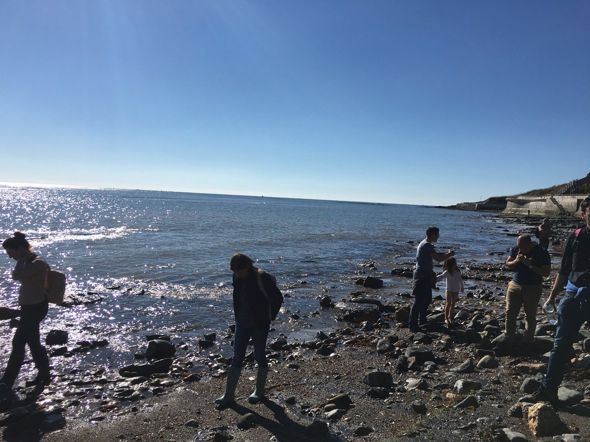 DaveDev's tweet image. Today&apos;s #fossilwalk
