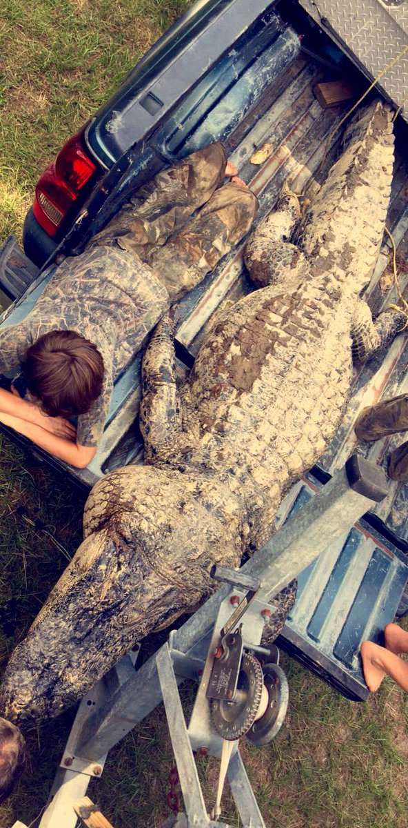 TaylorC_1's tweet photo. Just in case anyone missed it on my SC, my uncle killed a hugeee gator 😂🐊 564 lbs&amp;just a few in. shy of 12 ft 😱 #yesitistagged #yesitslegal https://t.co/GGYTOdh7v1