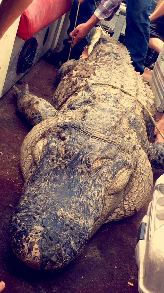 TaylorC_1's tweet photo. Just in case anyone missed it on my SC, my uncle killed a hugeee gator 😂🐊 564 lbs&amp;just a few in. shy of 12 ft 😱 #yesitistagged #yesitslegal https://t.co/GGYTOdh7v1