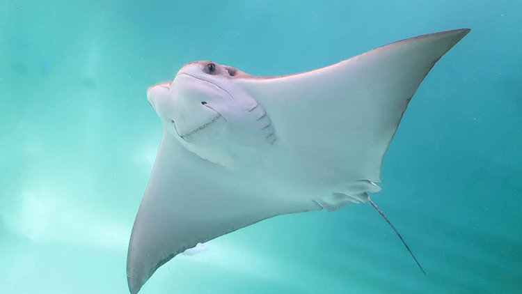 vanaqua's tweet photo. Roll up your sleeves & come experience a unique, hands-on encounter w/ rays at our #DiscoverRays touch pool: https://t.co/jq9dYxma1H https://t.co/ATFxJhM3Cf