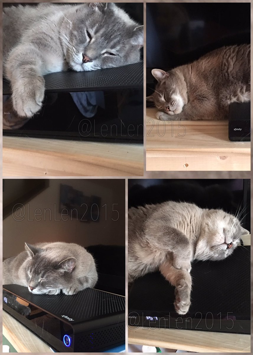 LenLen2015's tweet photo. If she can do I can too. #catboxsunday #SundayFunday #nailedit #minenow https://t.co/KkogBDnK1x