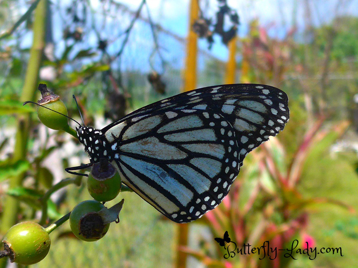 MyButterflyLady's tweet photo. White Monarch here in Tonga. https://t.co/JnSWpNZg8Y https://t.co/btgj2I4Qa3