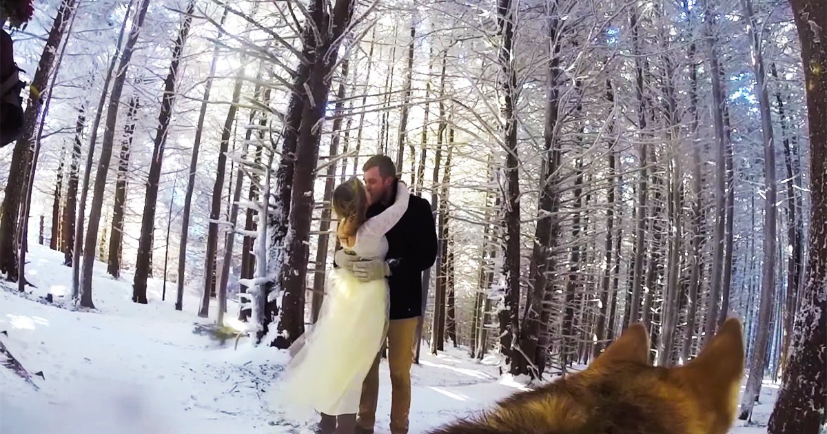thinkpup's tweet image. Couple Lets Their Dog Film Their Wedding And The Result Is Better Than Most Wedding Videos buff.ly/2cLxzB1 #wedding #dogs #dog