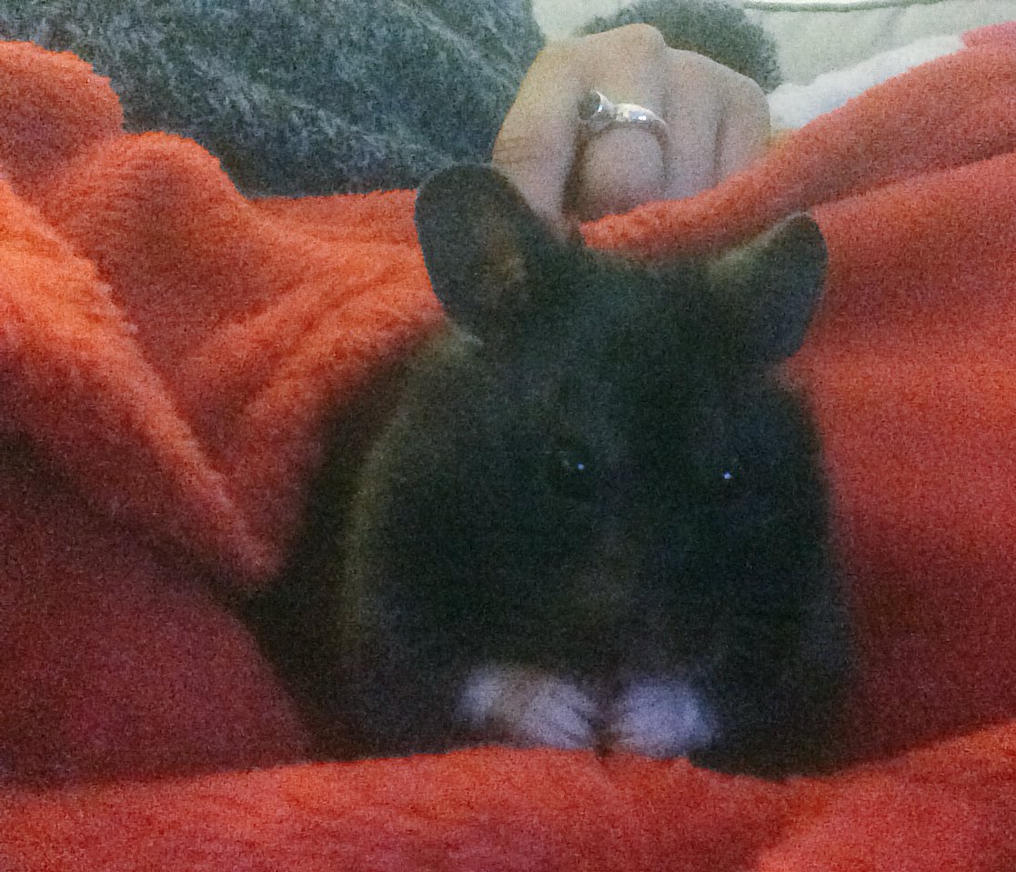 FerneCorrigan's tweet photo. I swear the weekends just go by faster and faster! #CantKeepUp! At least I have #TobyTots to look after! #Hamster https://t.co/ehjIMgQYWr