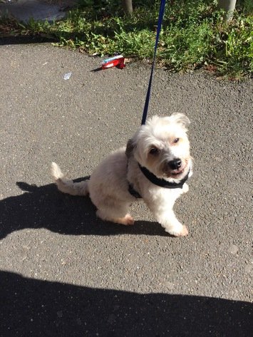 jsaundersjay's tweet image. Ozzy,s had a haircut