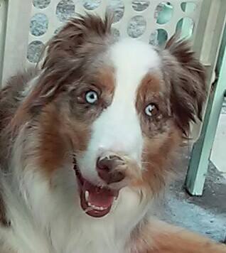 4pawsandabike's tweet photo. "Why, yes, that would be rabbit fur on my nose. Adds a little something extra, doesn't it?" :-) #rawfed #rawfeddogs #preymodel #MurfTheDog https://t.co/TNX3sAEjkl