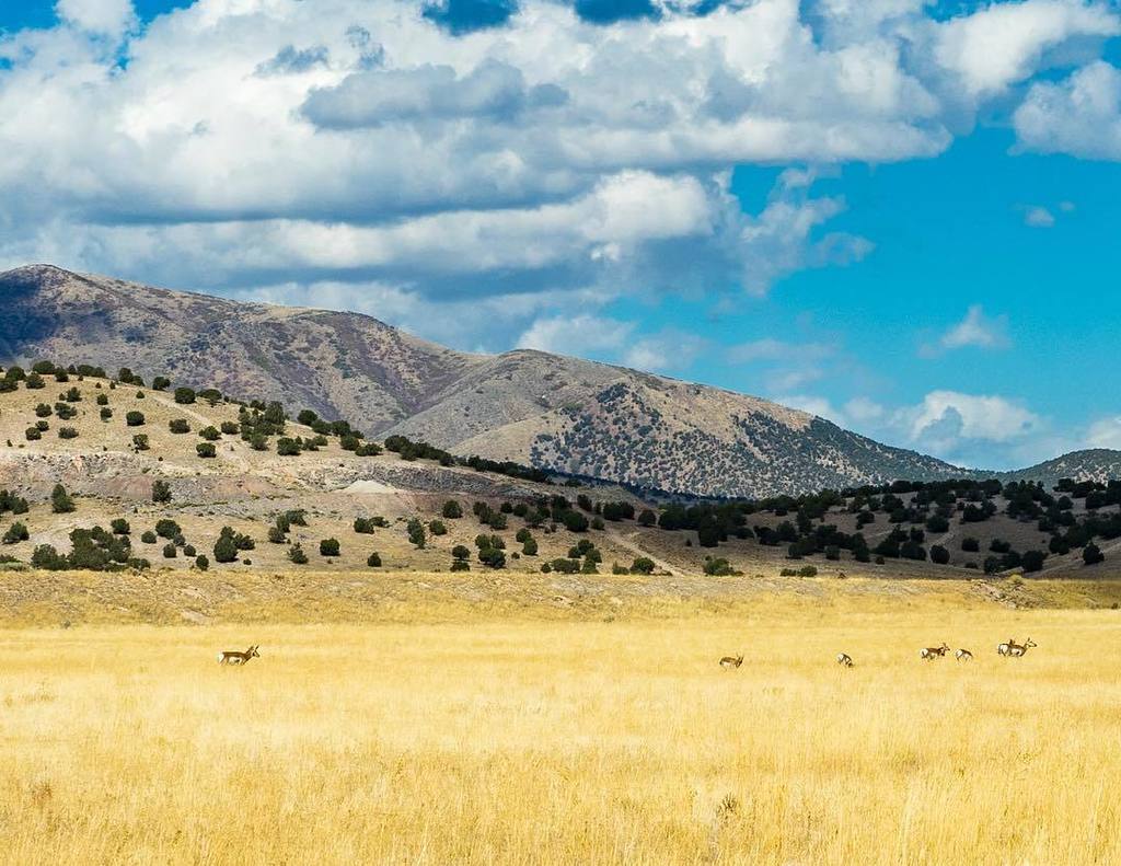 Mikerutsch's tweet photo. Antelope on the range. #utahgram #fivemilepass #utah #weareutah #outwest #sonya7 #scenery #landscape #mountains #an… https://t.co/wET1AIdc6c