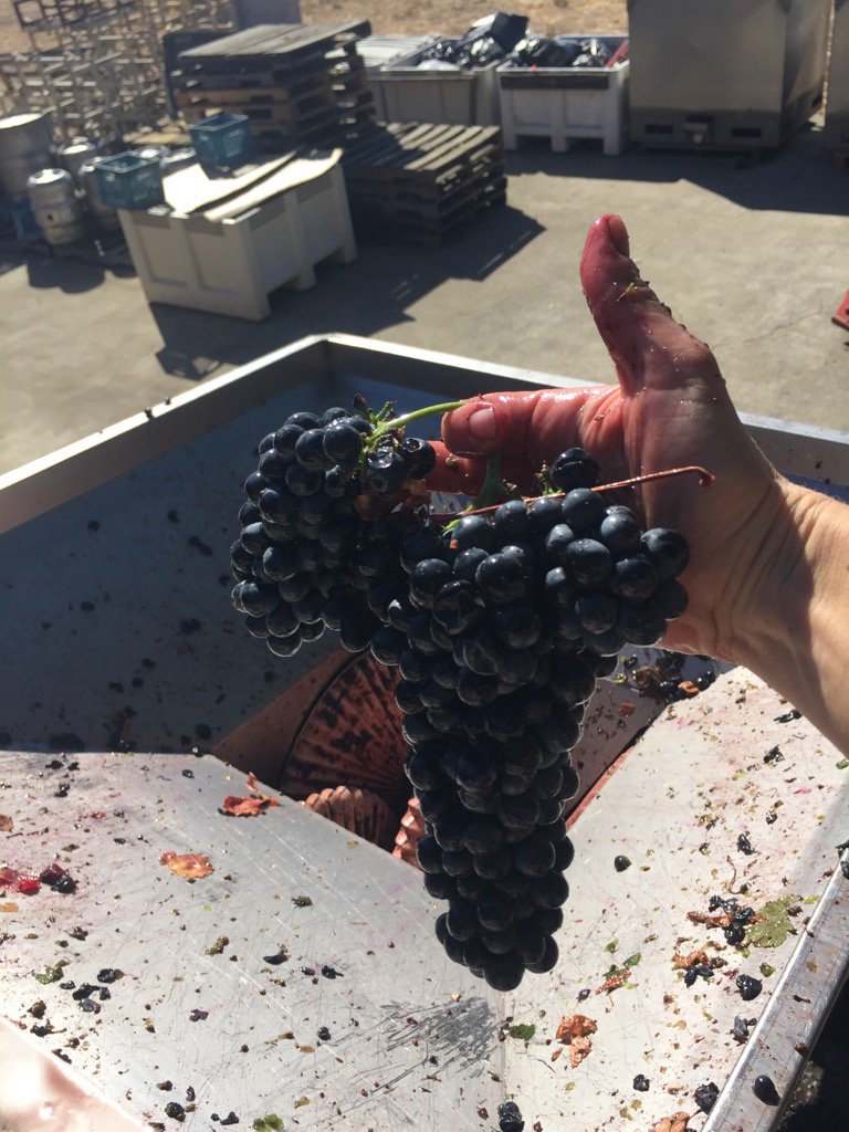 TulocayWinery's tweet photo. Old vine #petitesirah heading into our old time crusher. #harvest2016 https://t.co/VlSbePJlkW