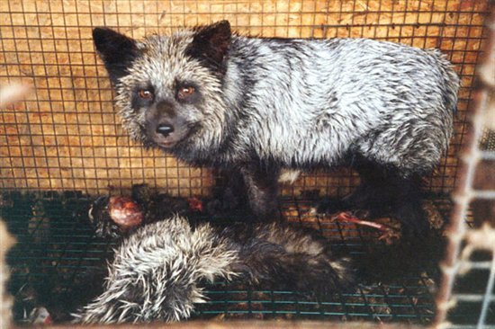 NoUsesPieles's tweet photo. el estrés del encierro provoca q algunos animales lleguen a la automutilaciòn q en la mayoría de los casos finaliza con la muerte de estos.. https://t.co/vGT9NiJeIl
