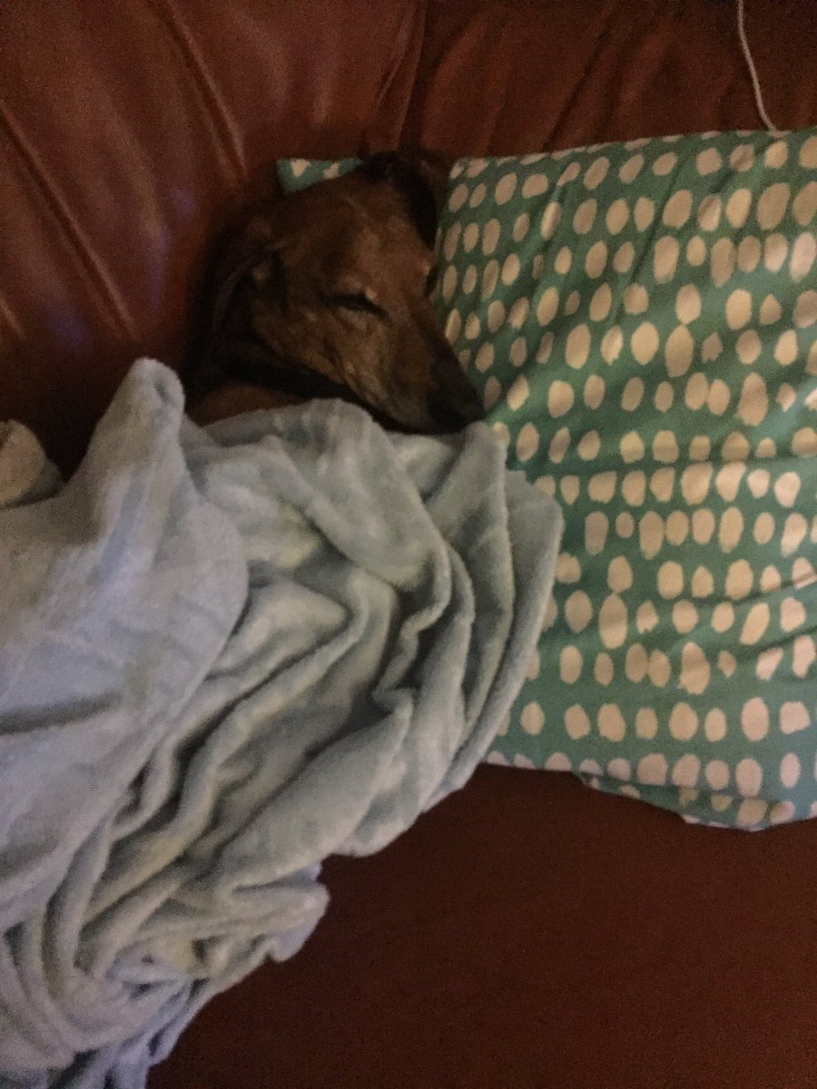 joannievillegas's tweet photo. He's taking things too far! #dogsoftwitter #dogorhuman https://t.co/2B3LcP1vML