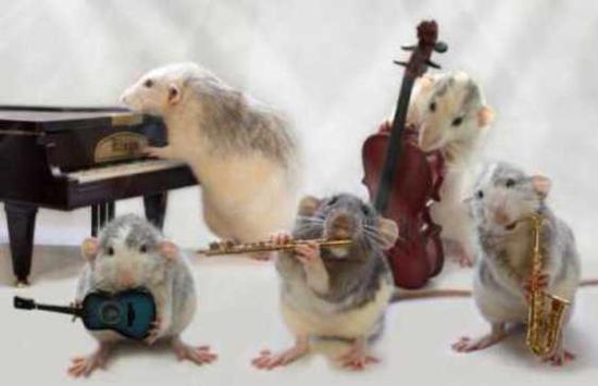 questiondoctor's tweet photo. There are mice everywhere in my village, read it is a sign of coming disease or plague? https://t.co/UGtzAjrDaq https://t.co/6TQXqKi4t7
