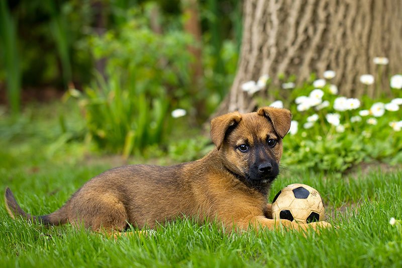 mybuddygard's tweet photo. A GPS pet tracker is an ideal way for you to keep your fur children, household pets, and other animals safe. #gpsforpets #pettracker #gps https://t.co/fa5cCUMqeW