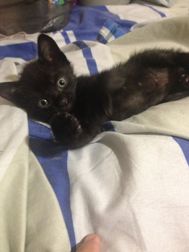 MASCOTASDECALLE's tweet photo. En adopción ya comen solitos. Si no puedes adoptar por favor ayúdalos con RT #Caracas https://t.co/2nDgjkDsYQ