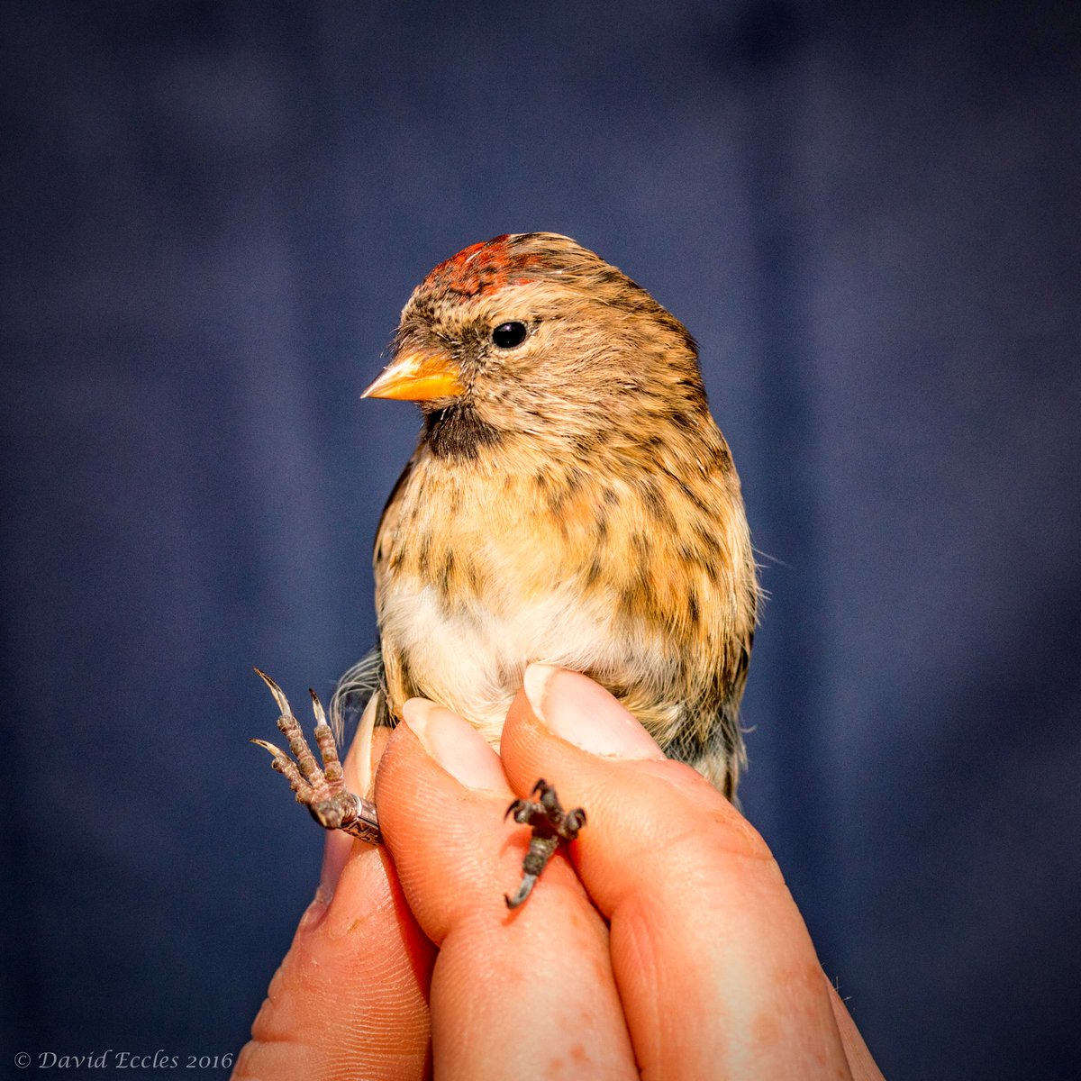 birdstrike53's tweet photo. Despite the wind today Filey ringers still working
#FBOG Ringing Week https://t.co/wyDpFn6ZRc
LTT, Lesser redpoll, Goldfinch, Tree sparrow https://t.co/Dwr6Qh8aw1