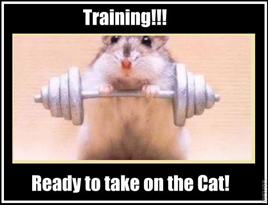 AaronGritsch's tweet image. Going to get buff!