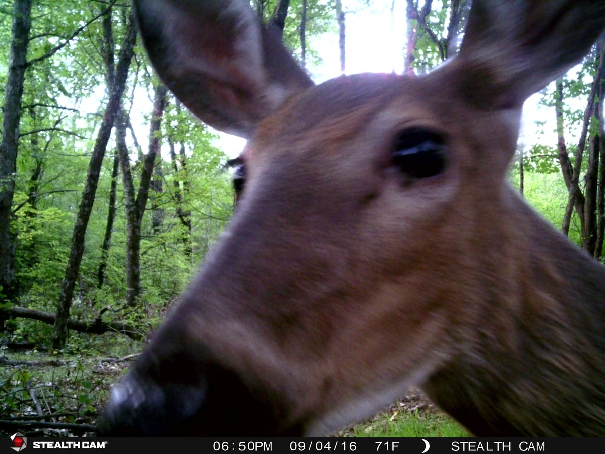 caseyfunk88's tweet photo. Get my good side! #trailcammonday https://t.co/TlckUTOxMC