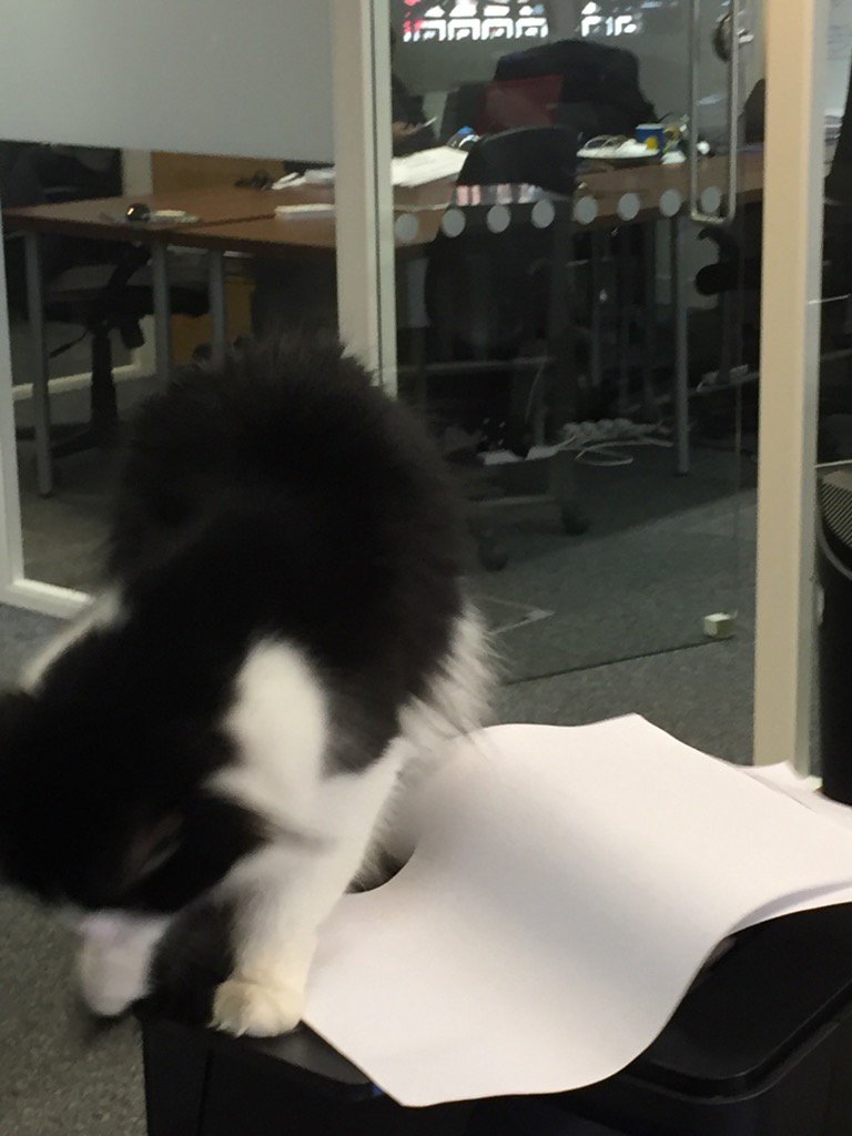 Get off the prInter! <a href="/IWStartupCat/">StartUp Cat</a>