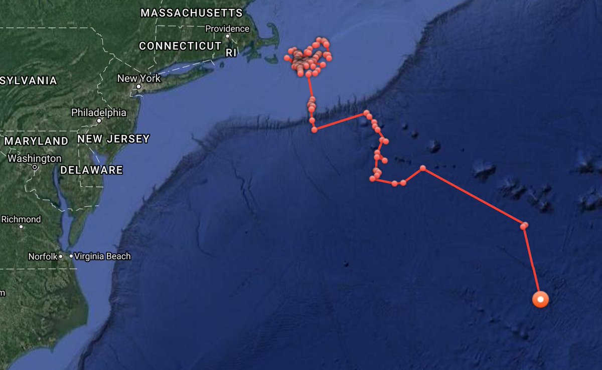 my #phdshark Buzz is heading off the deep end! check it out on @Ocearch #SharkTracker ocearch.org/profile/buzz/ <a href="/WHOI/">Woods Hole Oceanographic Institution (WHOI)</a> <a href="/SimonThorrold/">Simon Thorrold</a>