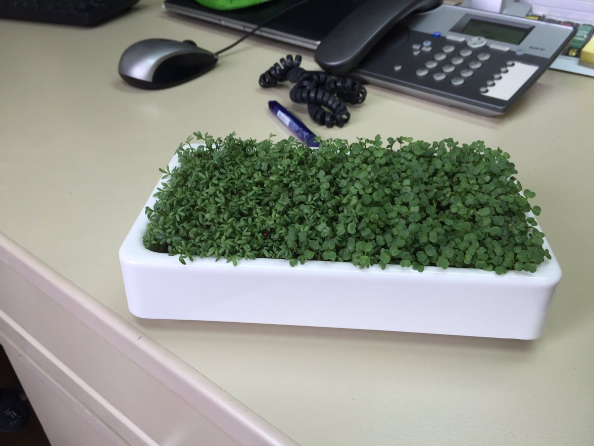 #healthy#lunch with #microgreens ...#urban#office#growing