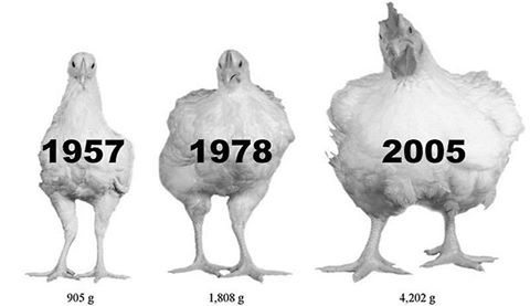 YaDaChef's tweet photo. Science has turned our chickens into monsters #NoGMO https://t.co/UOrX5zzSwR #NaturalFood #Miamichefs #healthychefs https://t.co/sH06iwvbWH