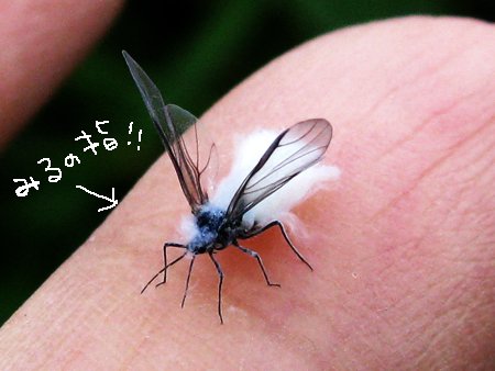 These Bugs From Japan Look Like Snowflakes Twitter