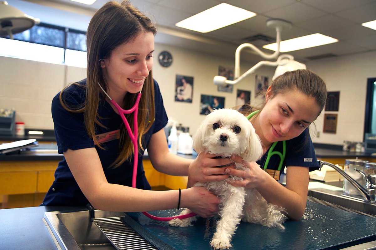 StClairCollege's tweet photo. #nationalvettechweek. #hugyourvettech Post pics of your special pet. #furryfamily #stclairvettech https://t.co/JmyAphWc3j
