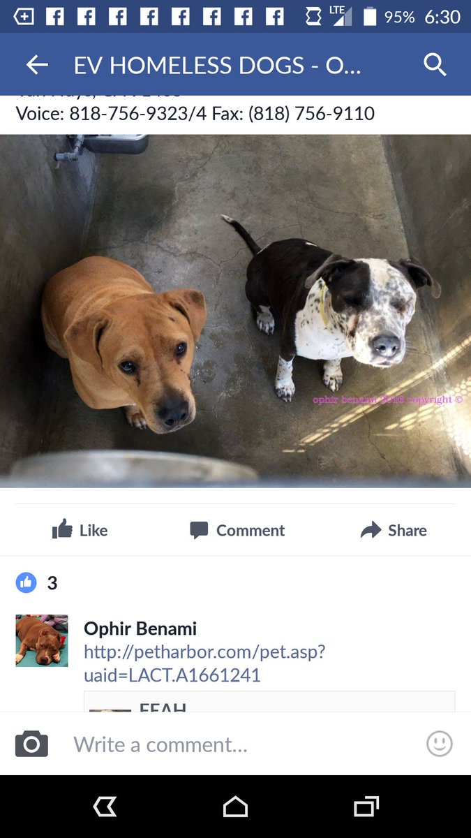 Whitehot77's tweet photo. CHUBBY. Handsome #tanlab&stratmix @ #EastValley #highkillshelter #Losangeles #Ca #rescue #foster #pledge #adopt #beahero https://t.co/ddwqALqLjJ