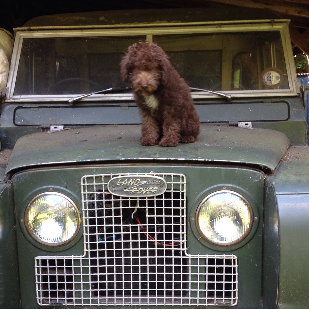 Mable loves a Landy ! #bedlingtonterrier #puppy 12 weeks old #landroverseries2 #suffolk