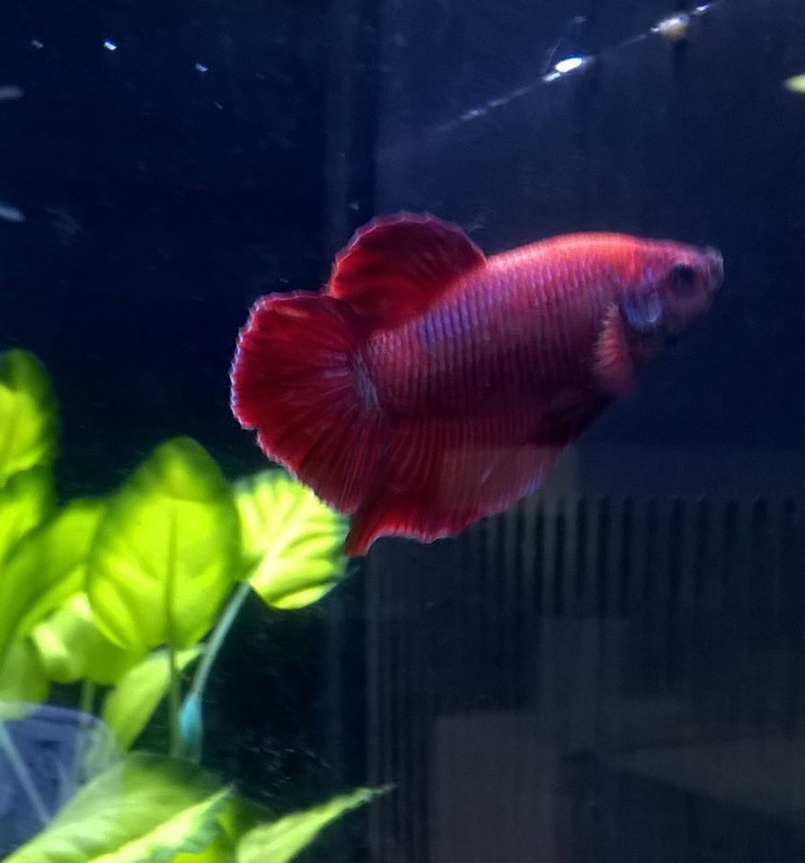 FishFinatics1's tweet image. Available high quality  #TropicalFish and #ColdwaterFish  from us in #Burscough #Lancashire   

#AquariumFish #TropicalFishLancashire