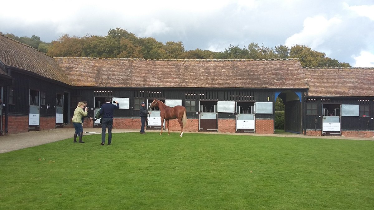 .@TheRacingPoet taking a snap of his very striking new purchase with @HighclereRacing #Guineaswinner