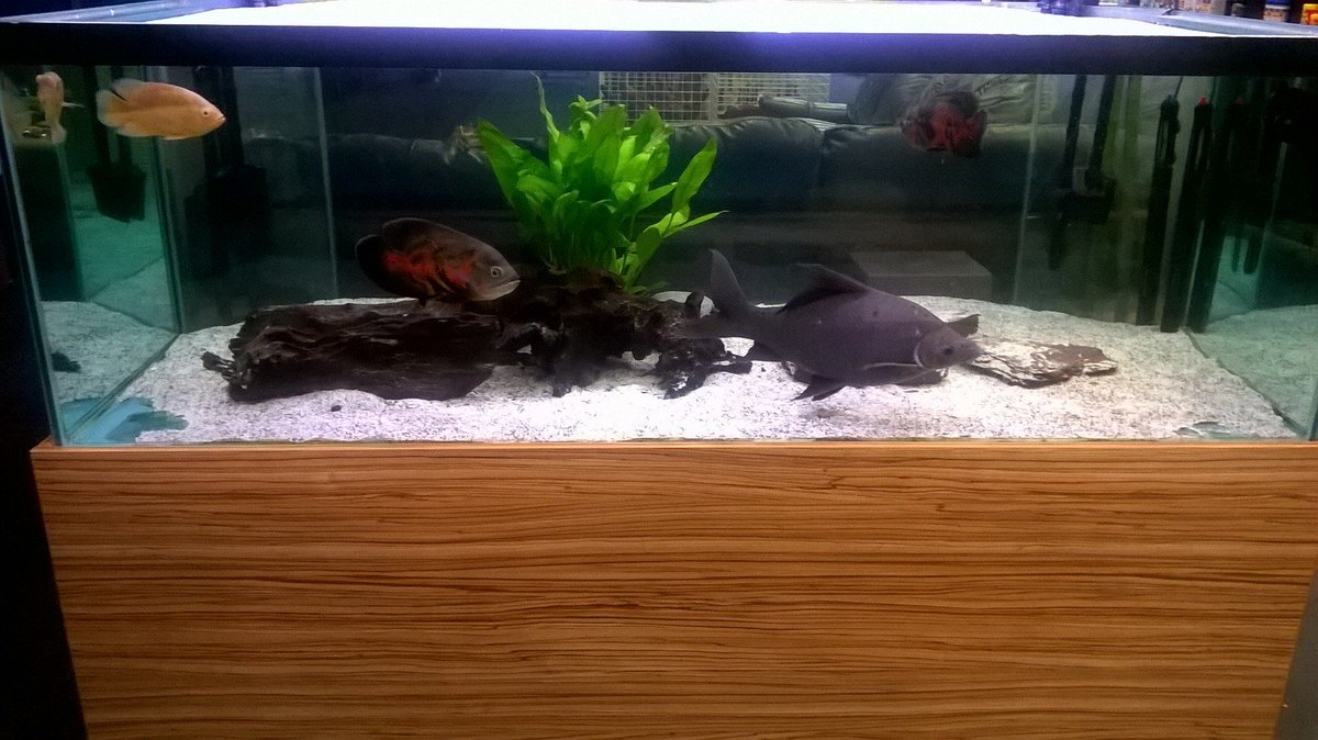 FishFinatics1's tweet image. Available high quality  #TropicalFish and #ColdwaterFish  from us in #Burscough #Lancashire   

#AquariumFish #TropicalFishLancashire