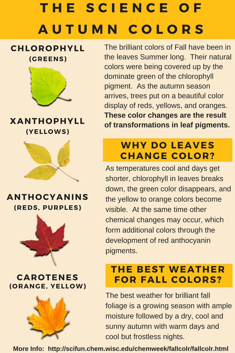 NWSWichita's tweet photo. Ever wonder why the leaves change to certain colors? See this great explanation thanks to @SciFunDotOrg #kswx https://t.co/rSNbFIAz0Z