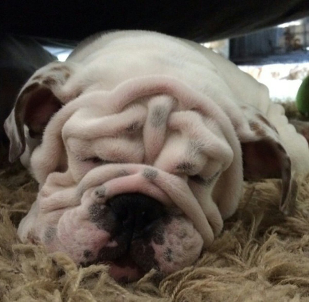 PawPartyBox's tweet image. Monday morning blues. Do I have to get up? #partyinabox #funinabox #dogsoftwitter #mondaymotivation #monday #MondayBlues #Puppies