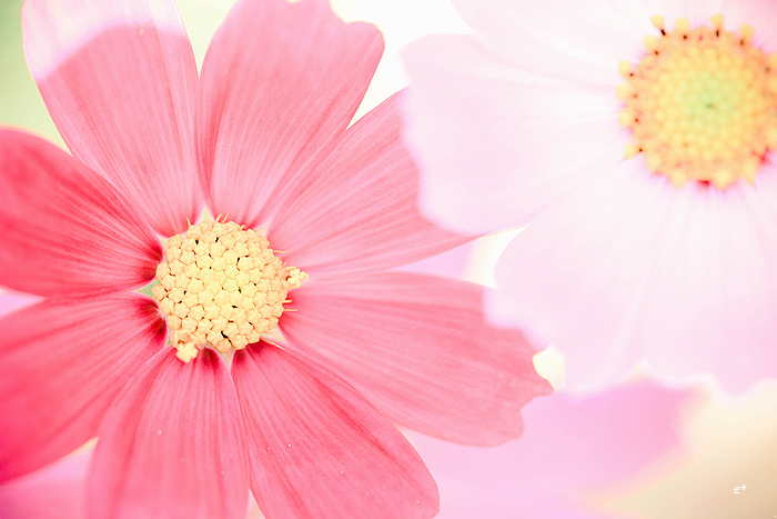 e_co_cam's tweet photo. 淡い 秋の色

#coregraphy https://t.co/QMBd6IlqDh