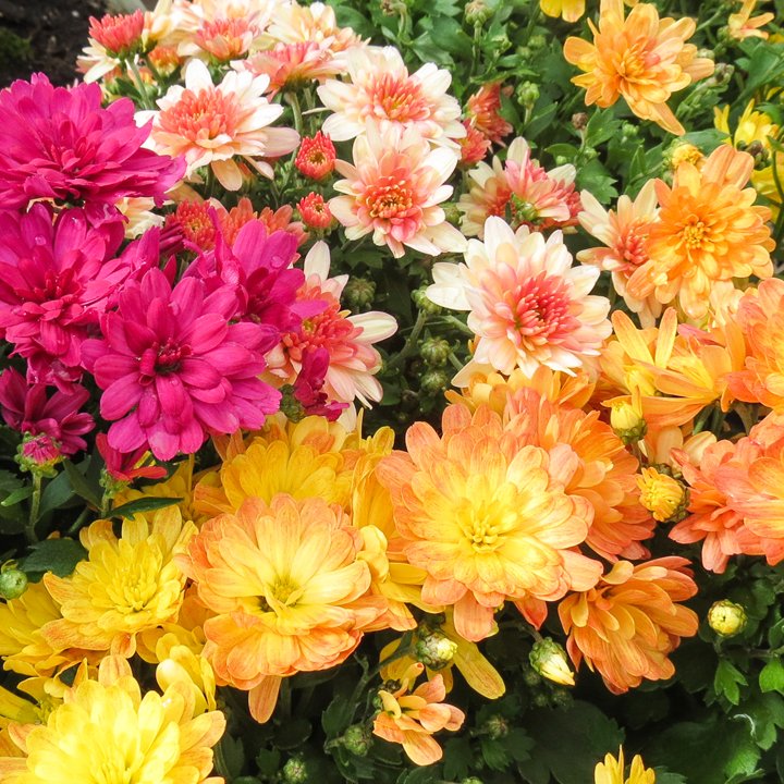 There's still tons of fall colours around the Greenhouse + Nursery! Get your fall fix today!