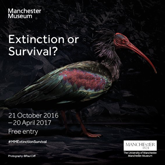 OfficialUoM's tweet photo. Friday @McrMuseum will open their new exhibition - Extinction or Survival? Find out more here: https://t.co/CfYjKu5Qz8 #MMExtinctionSurvival https://t.co/anVLyrcCbe