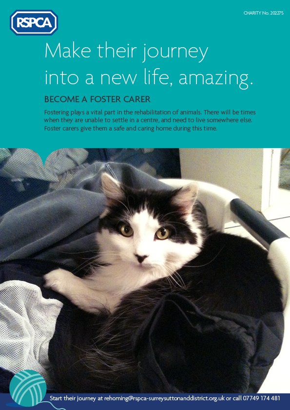 RSPCASutton's tweet image. Do you live in Sutton and love cats? Then fostering might be just for you
@SuttonCouncil @Whatoninsutton