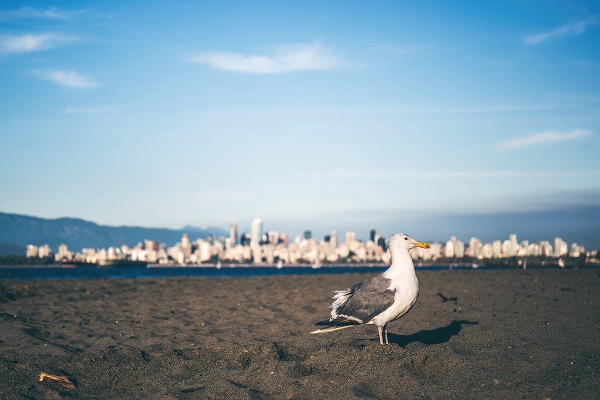 barberafoto's tweet photo. #BarberaFotografia #Jericho #Vancouver #Canada #JerichoBeach #SEAGULLS https://t.co/17XTcyAgY2