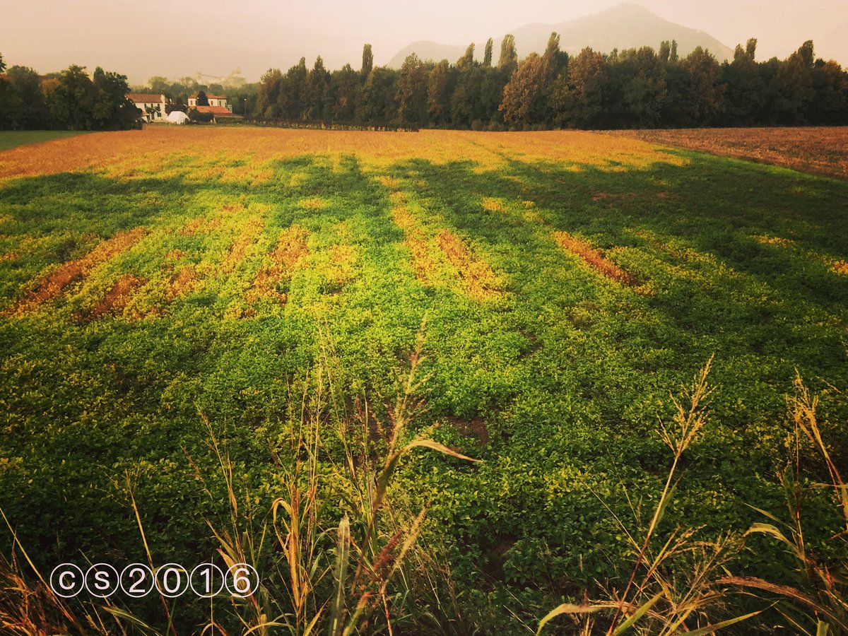 ChiaraSattin's tweet photo. #natural #pixelview! #soy &amp; #soil #agricolture #Italy #autumncolors @farmon #picoftheday https://t.co/Dzwa0jLMDb