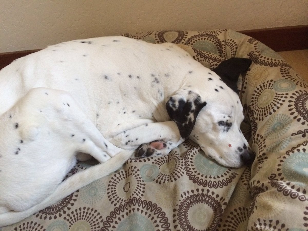 howiebeane's tweet photo. #saturday morning snoozing. https://t.co/TtDt6QQymC