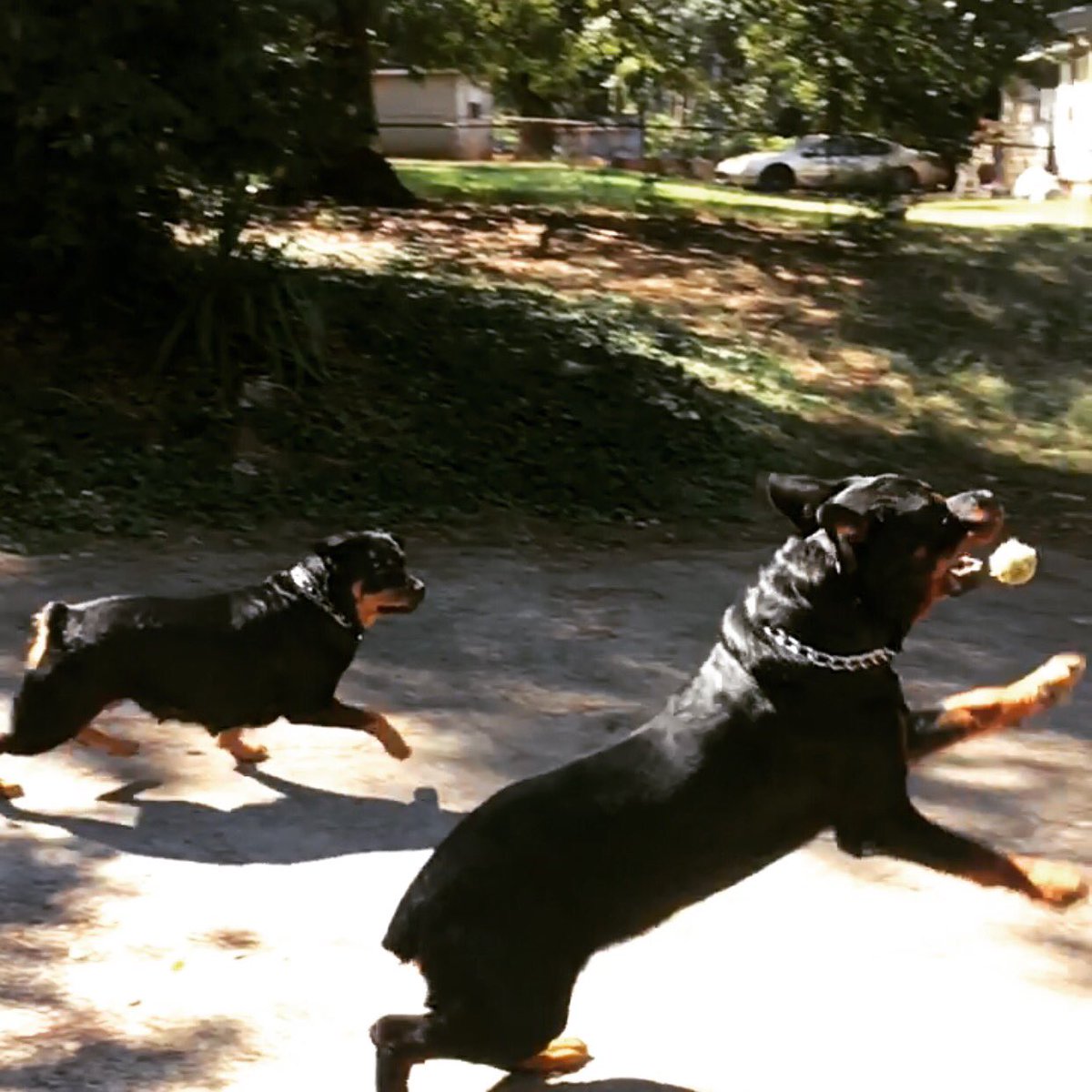 GOGITIT's tweet photo. Karma & Maxx #BackyardShennanigans🍃 #BaddestROTTSonDaPlanet🐾#BossROTTS💯 #Rottweiler https://t.co/EYAdrcpG1X