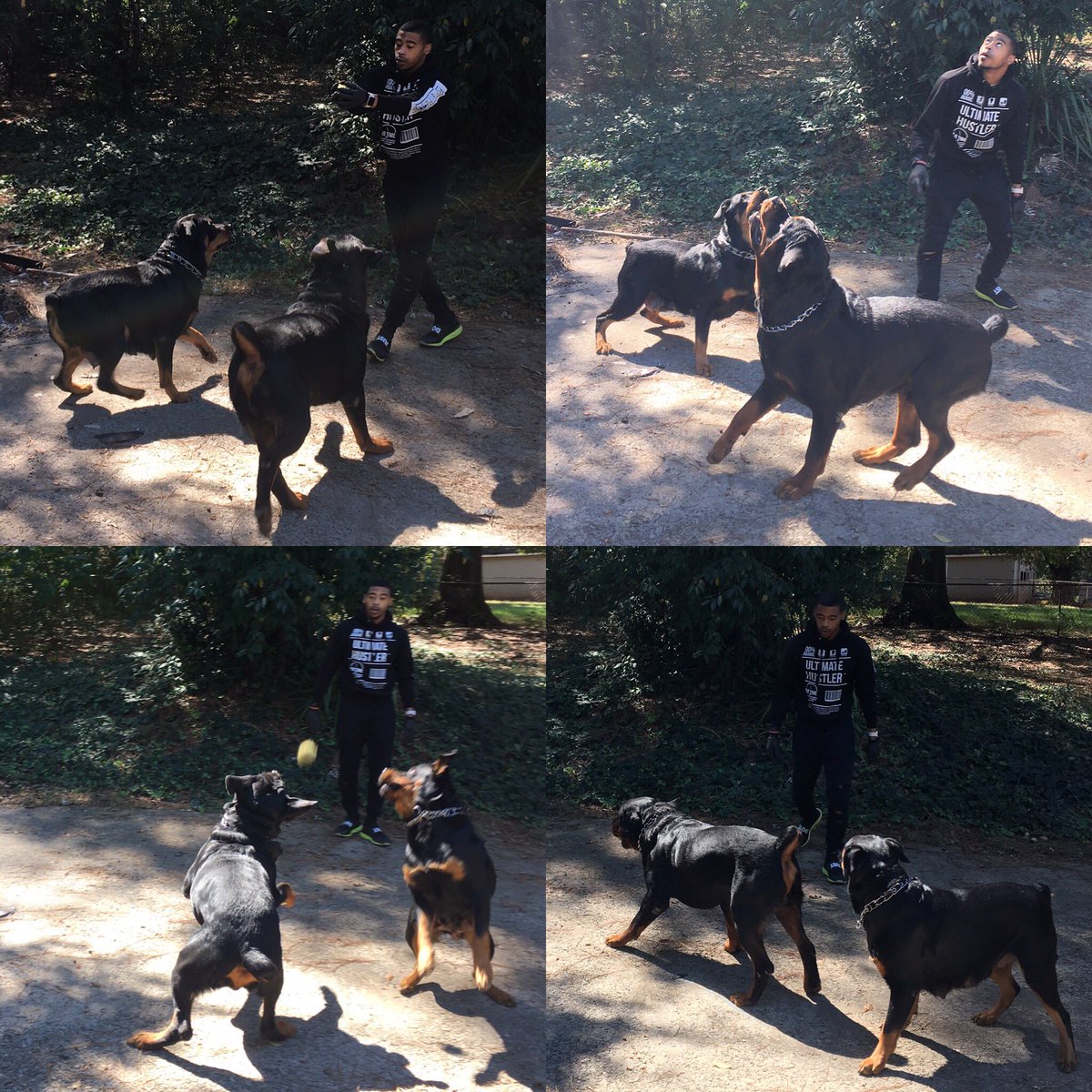 GOGITIT's tweet photo. Karma & Maxx #BackyardShennanigans🍃 #BaddestROTTSonDaPlanet🐾#BossROTTS💯 #Rottweiler https://t.co/l14Ap8OilF