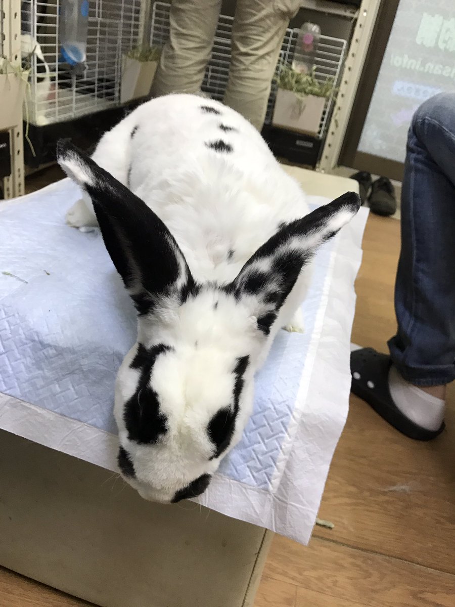 幻想うさぎ展 のあとは、鶯谷にあるうさカフェ｢うさぎさん｣(@7463Ican