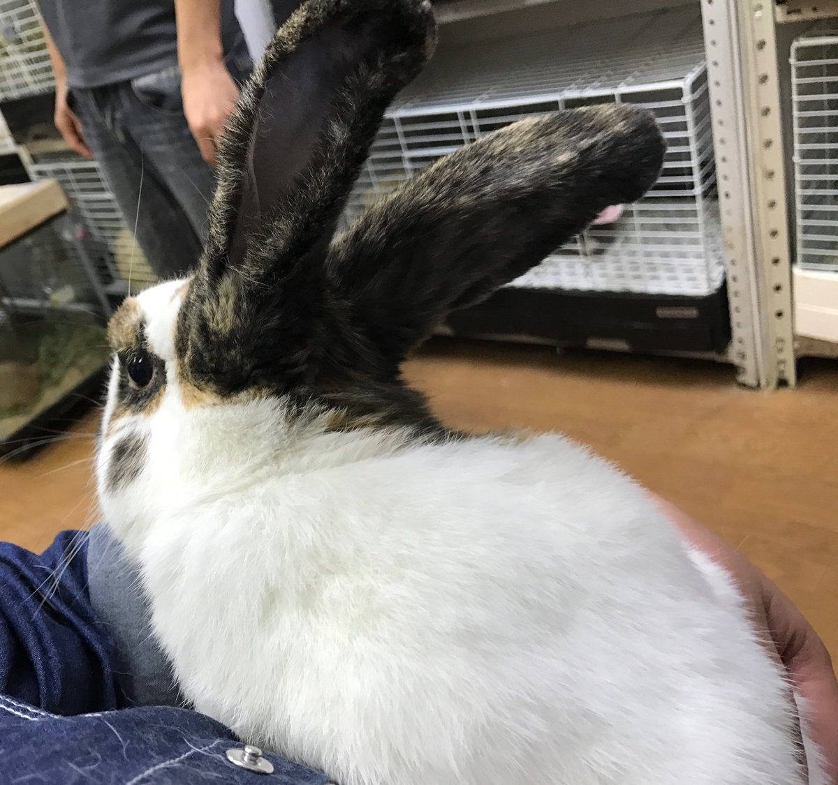 幻想うさぎ展 のあとは、鶯谷にあるうさカフェ｢うさぎさん｣(@7463Ican