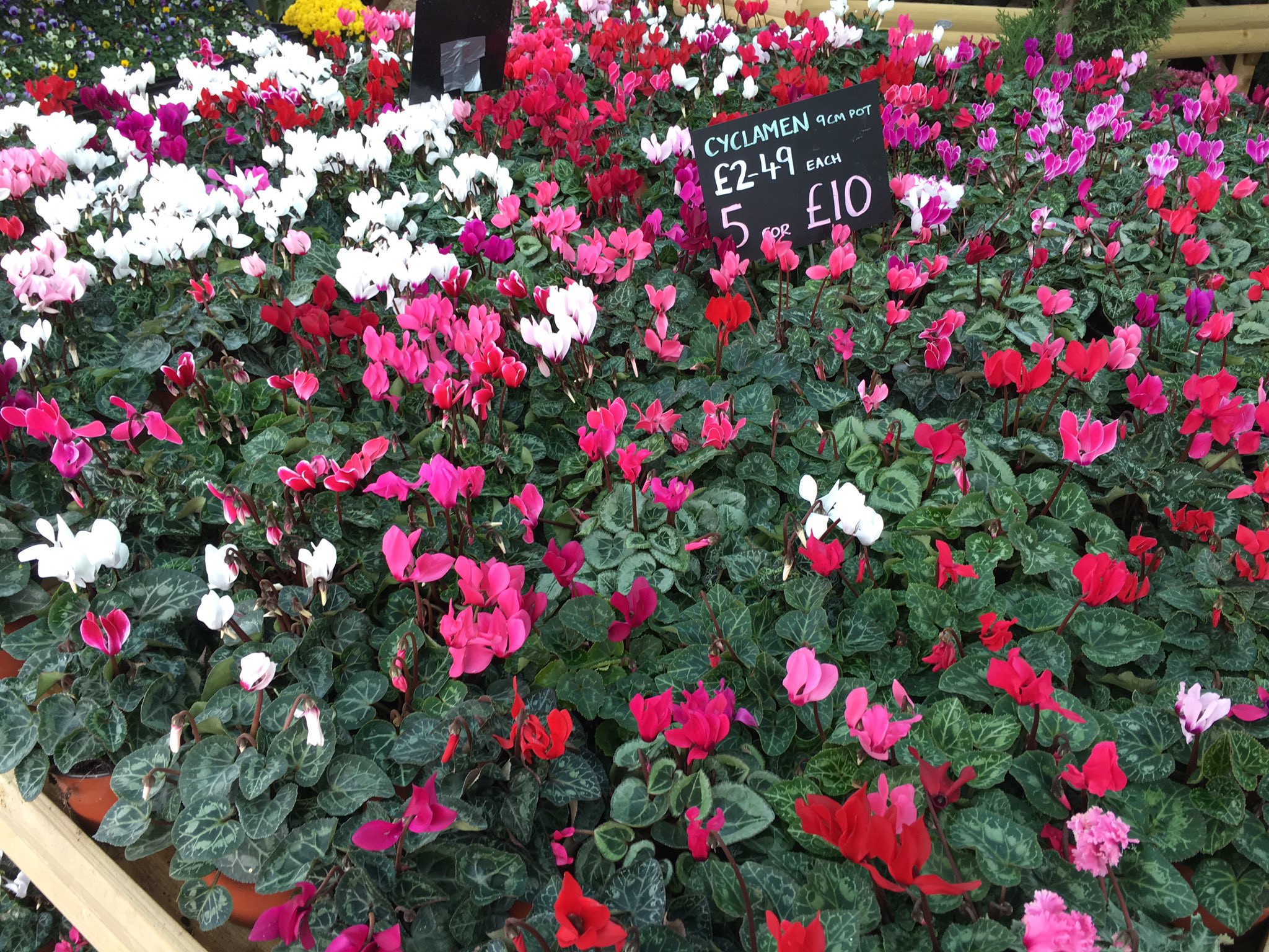 Coles Plant Centre on Twitter "A wonderful display of super colour just arrived on our latest