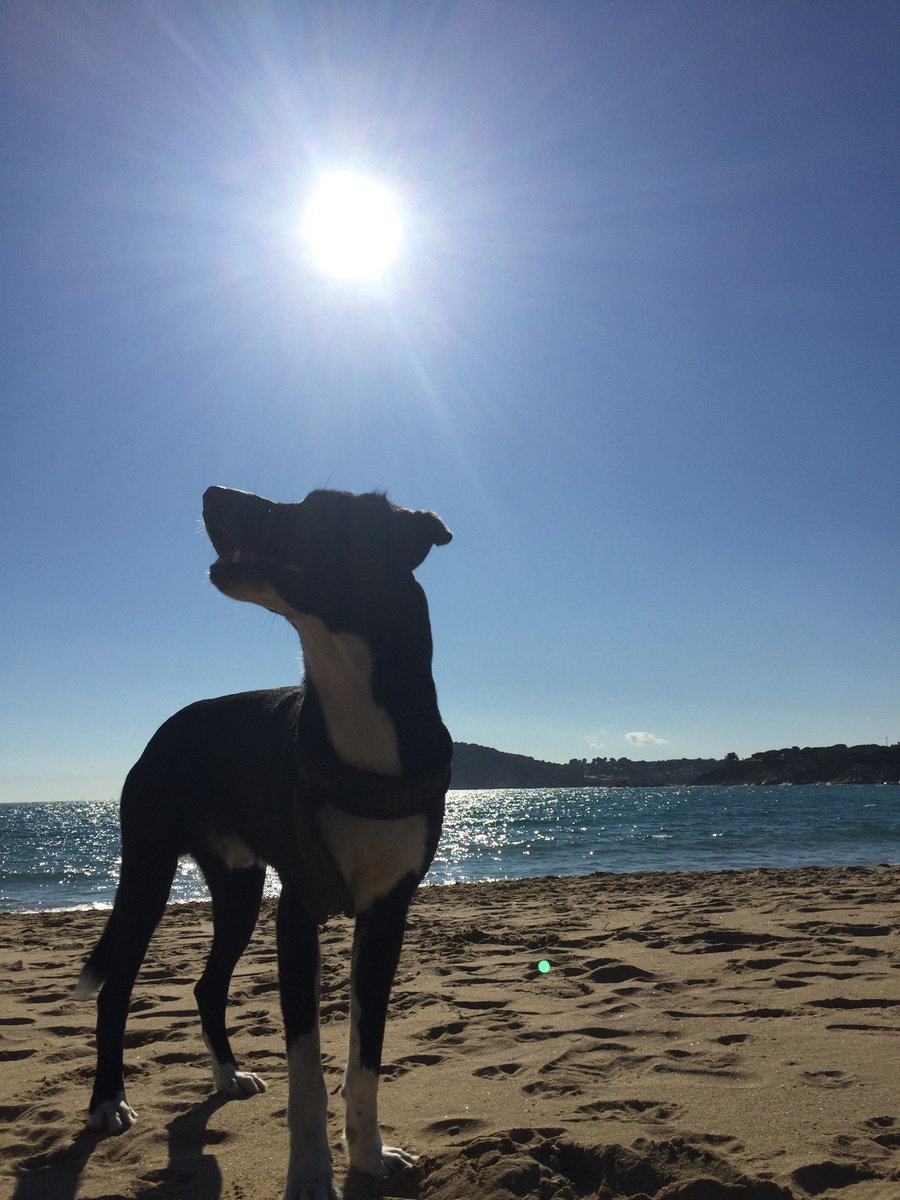 KanoSergio's tweet photo. I'm at Platja de Castell in Palamós, Girona https://t.co/wDApiG5v75 https://t.co/hMxTwcFrWm