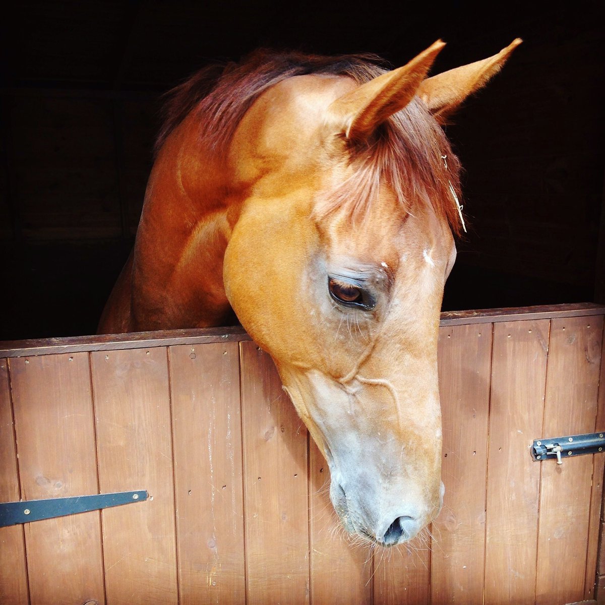 longshotscott's tweet photo. She was well out of the weights to them there but she's ran her heart out yet again. What a loveable Mare! #AstraHall ❤️ https://t.co/jnolonQyJV